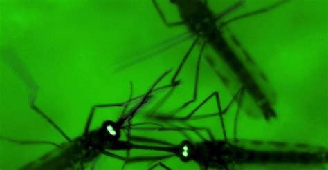 Malaria Parasite May Trigger Human Odor To Lure Mosquitoes The New York Times