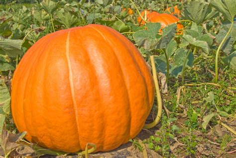Check spelling or type a new query. Seven Steps To Growing Big Pumpkins