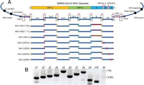 SARS CoV 2 Variant Spike And Accessory Gene Mutations Alter