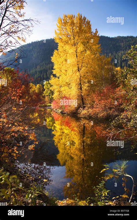 Fall Colors Wenatchee River Stevens Pass Leavenworth Washington Stock