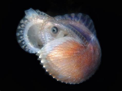 Paper Nautilus So Stunningly Special Dolphin Research Institute