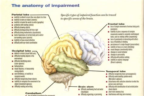 Several problems in understanding executive functions and their relationships to the frontal lobes are discussed. How I Studied for NCLEX-RN...: Brain Anatomy & Function