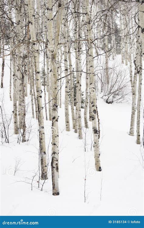 Aspen Trees In Winter Stock Images Image 3185134
