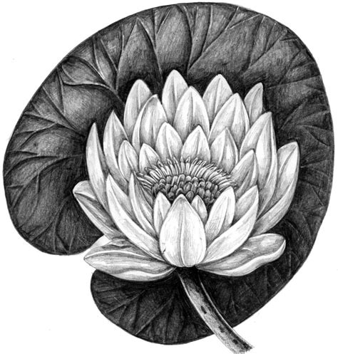 A Black And White Drawing Of A Waterlily Flower With Leaves On The Side