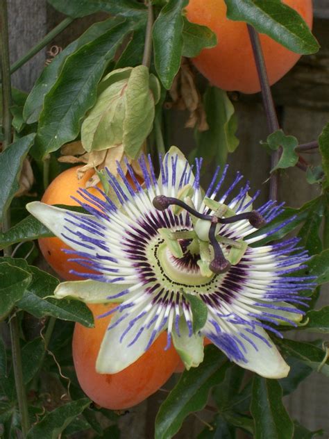 Free Passion Flower Stock Photo