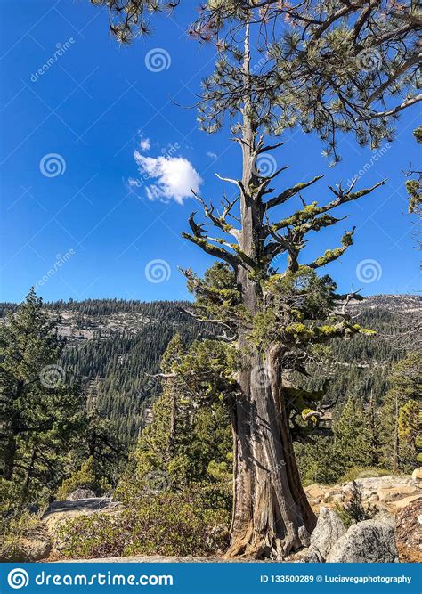 Strange Looking Tree In Tioga Pass Stock Image Image Of National