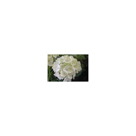Hydrangea Judys White
