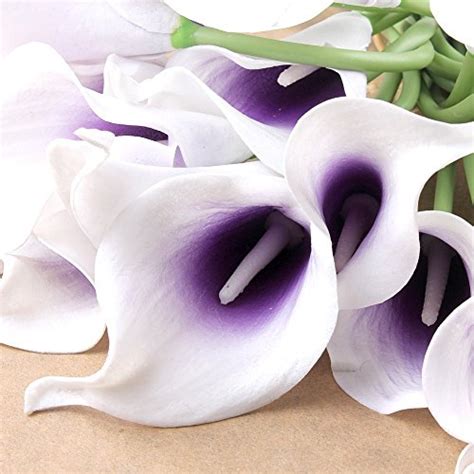 Calla lily flowers near me. Purple Calla Lily Flowers: Amazon.com