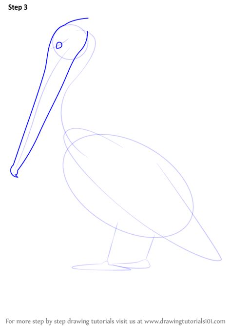 1868 published c1913 publisher new york : Learn How to Draw a Brown Pelican (Sea Water Animals) Step ...