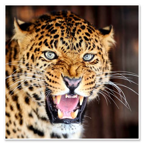 Leopard Portrait Av Editors Choice Som Plakat Lerretsbilde Og Mer