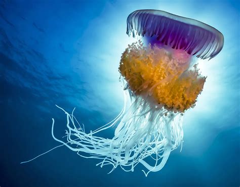 Rainbow Jellyfish Incredible Underwater Photographs Pictures Pics