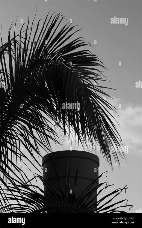 A Single Column Standing Against The Sky With A Palm Tree In Black And