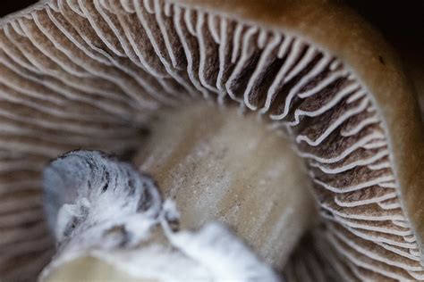 What Are Psilocybin Spores Everything You Need To Know And Grow