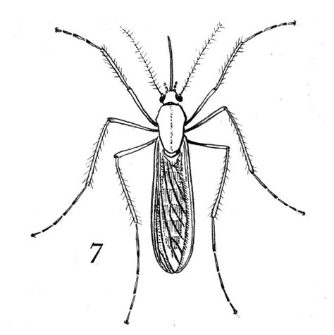 True Flies Diptera Smithsonian Institution