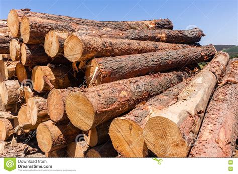 Trees Wood Logs Stack Stock Photo Image Of Rural Paper 82360832