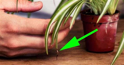Spider Plant Leaves Tips Turning Brown Goimages Free