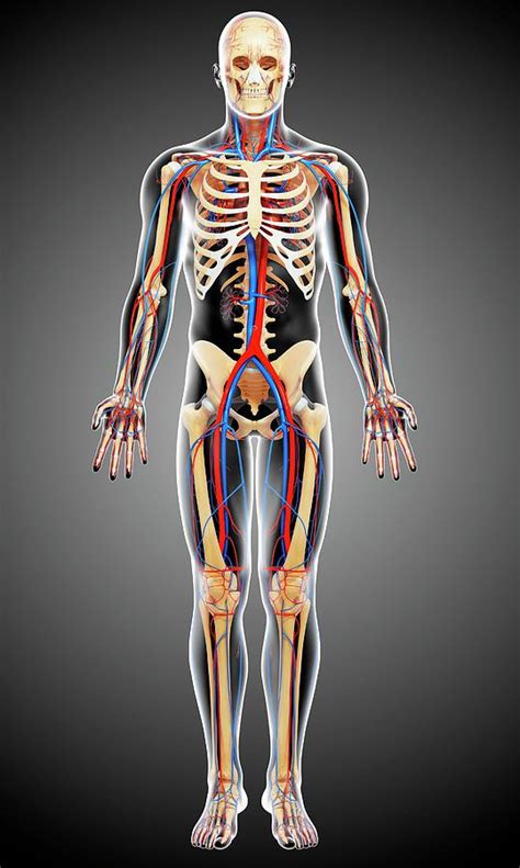 Human Anatomy Photograph By Pixologicstudioscience Photo Library