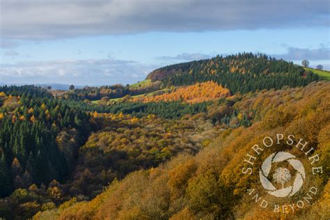 A Sea Of Autumn Colour In Mortimer Forest Near Ludlow Shropshire