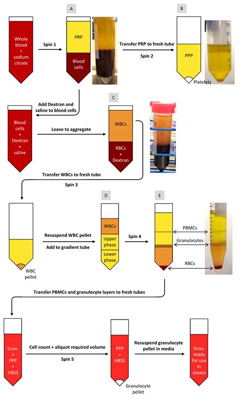 Isolation And High Throughput Flow Cytometric Apoptosis Assay Of Human