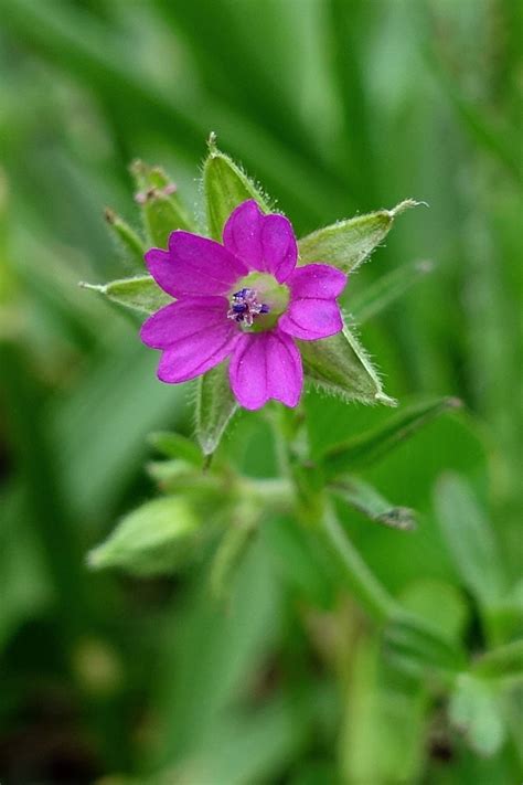 Geranium Dissectum Wildflowers Of The National Capital Region