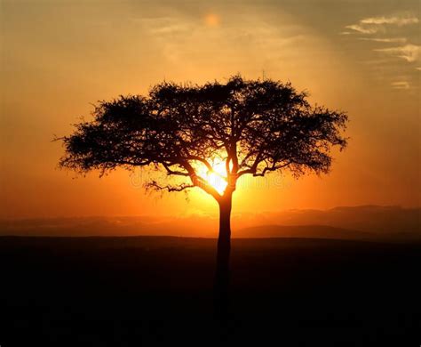Acacia Tree Silhouette At Sunrise Masai Mara Game Reserve Kenya