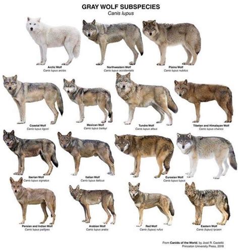 All Grey Wolves Sub Species Til Theres More Than 3 Types