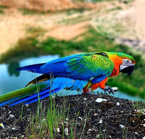 Amazing Colorful Macaw Macaw Color Parrot