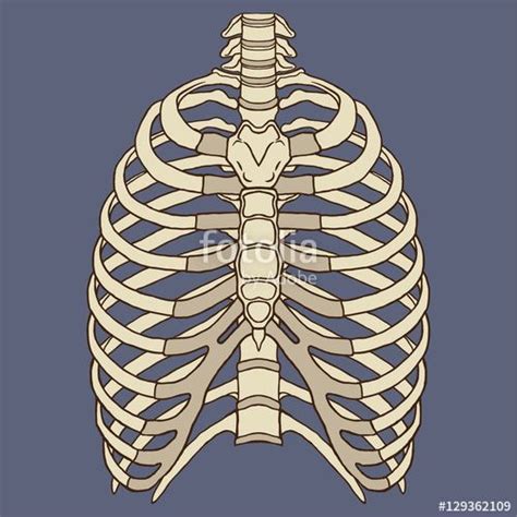 It is formed by the 12 thoracic vertebrae, 12 pairs of ribs and associated costal it also has several functions, such as: Vektör: Human Rib Cage Anatomy Vector | Human rib cage, Human ribs, Rib cage anatomy