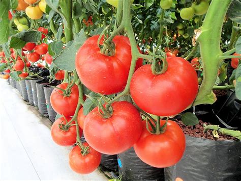 Marglobe Tomato Seeds Heirloom Non Gmo Rare Quality Seeds