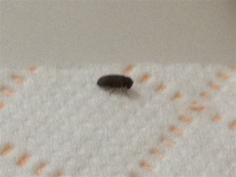 Little Bugs Found In Bedroom