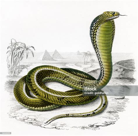 Cobra Historic Illustration 1849 Stock Illustration Download Image