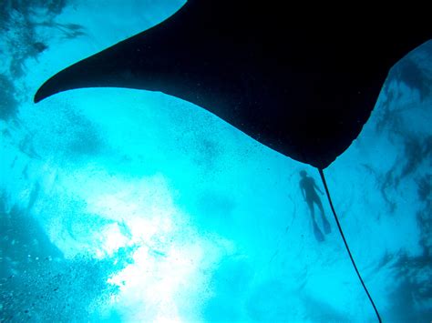 A Magical Dive With Manta Rays In Nusa Lembongan Indonesia