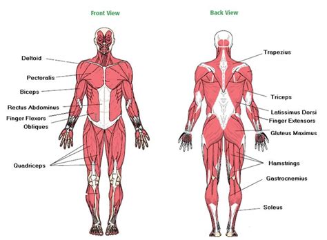 Below are two human body muscle diagrams, showing the front and back of the body. Image result for major muscles of the body worksheet (With ...