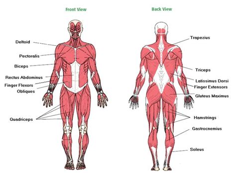 Note that some muscles listed above are identified as 'deep muscle', which may explain why they are difficult to find on diagrams of superficial muscles. Image result for major muscles of the body worksheet ...