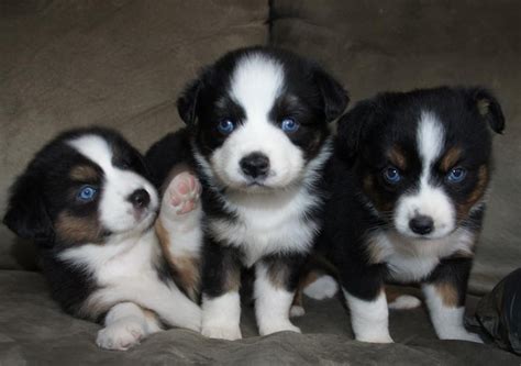 australian shepherd puppies texas for sale daily puppies fans