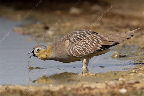Crowned Sandgrouse Stock Image C0481855 Science Photo Library