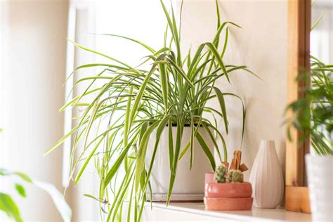Cats can be natural little troublemakers sometimes. 19 Houseplants Safe for Cats and Dogs