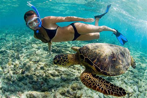 The Hawaiian Green Sea Turtle A Honu World Learn To Surf Kona