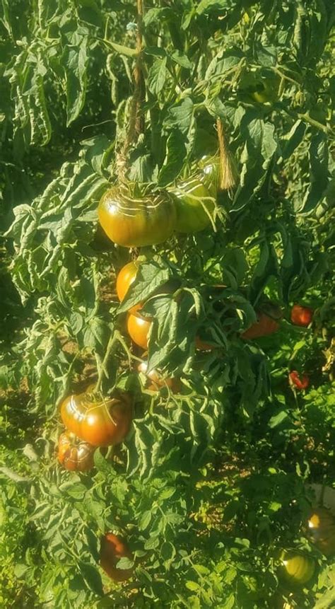 Jardin Potager Bio Comment Avoir Un Potager Bio Potager Bio Jardin Potager Culture Tomate