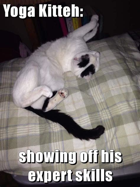Lolcats Kitteh Lol At Funny Cat Memes Funny Cat Pictures With
