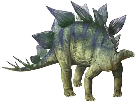 Stegosaurus Pictures And Facts The Dinosaur Database