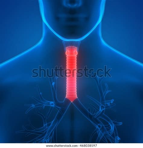 Human Lungs Inside Anatomy Larynx Trachea Stock Illustration 468038597