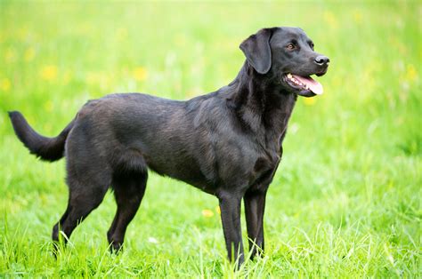15 Things You Should Know About The Black Lab Your Dog Advisor Vlrengbr