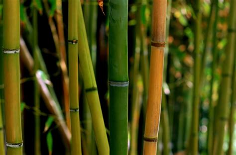 Calames En Bambou Tiges De Bambou Brise Vue Bambou Bamb