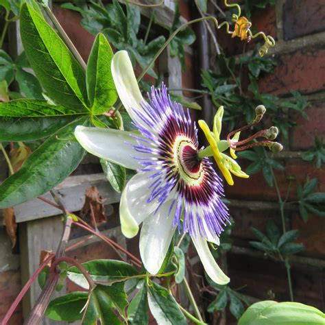 Gorgeous Blue Passion Flower In Our Garden Beautiful Exoti Flickr
