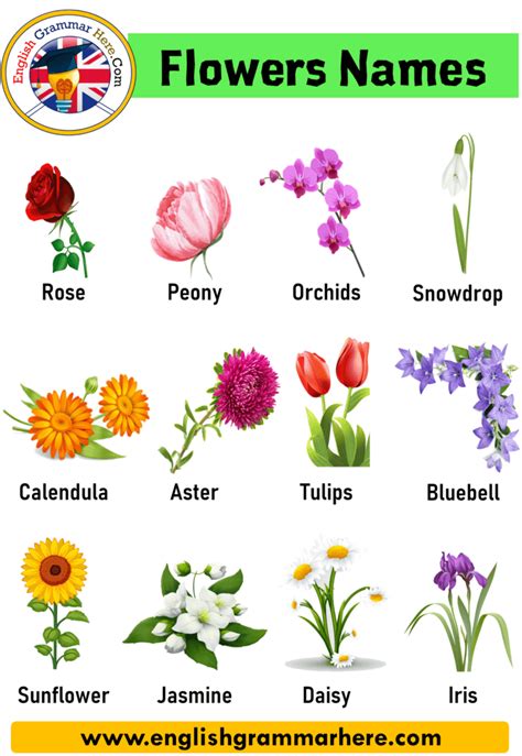 Flowers Names In English With Pictures On Them