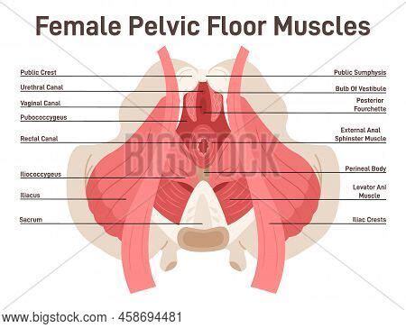 Anatomy Female Pelvic Vector Photo Free Trial Bigstock