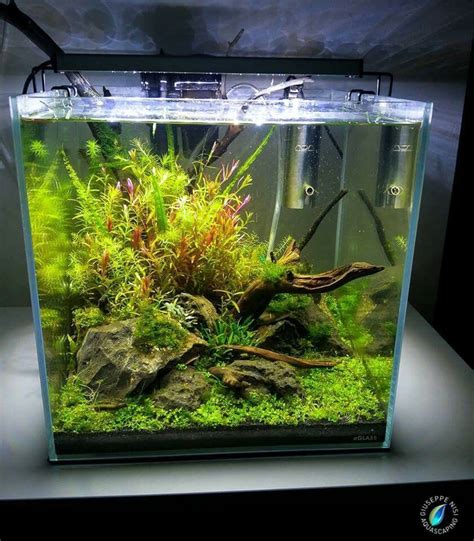 Small fish that swim in schools are one of the more popular choices. Best Aquascaping Freshwater 043 | Aquascape, Aquarium ...