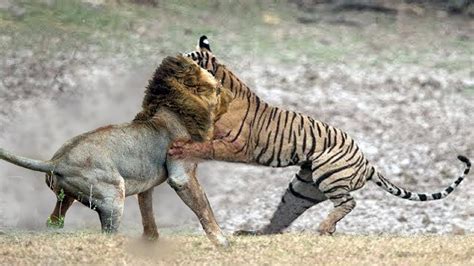 tiger vs lion real fightㅣwho will win a fight between a tiger and a lion 호랑이 vs 사자 youtube