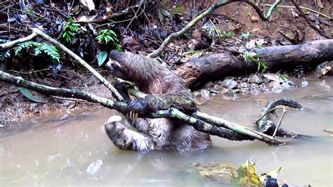 Brown Throated Three Toed Sloth Rainforest Bath And Quick